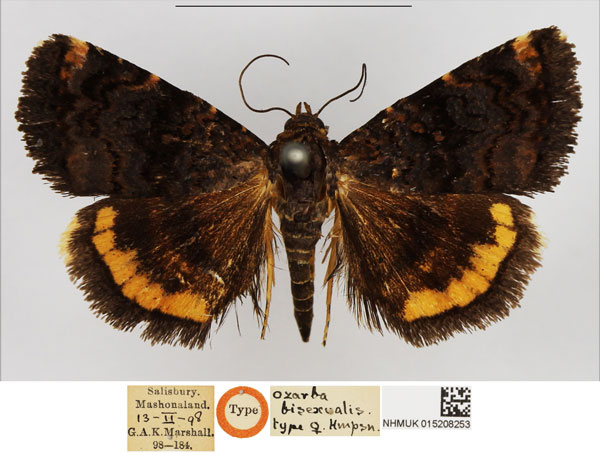 /filer/webapps/moths/media/images/B/bisexualis_Ozarba_AT_NHMUK.jpg