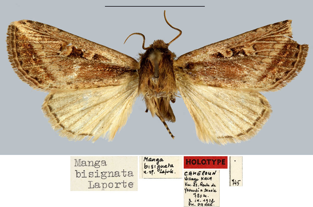 /filer/webapps/moths/media/images/B/bisignata_Manga_HT_MNHN.jpg