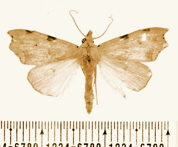 /filer/webapps/moths/media/images/B/bisignata_Paralephana_AM_BMNH.jpg