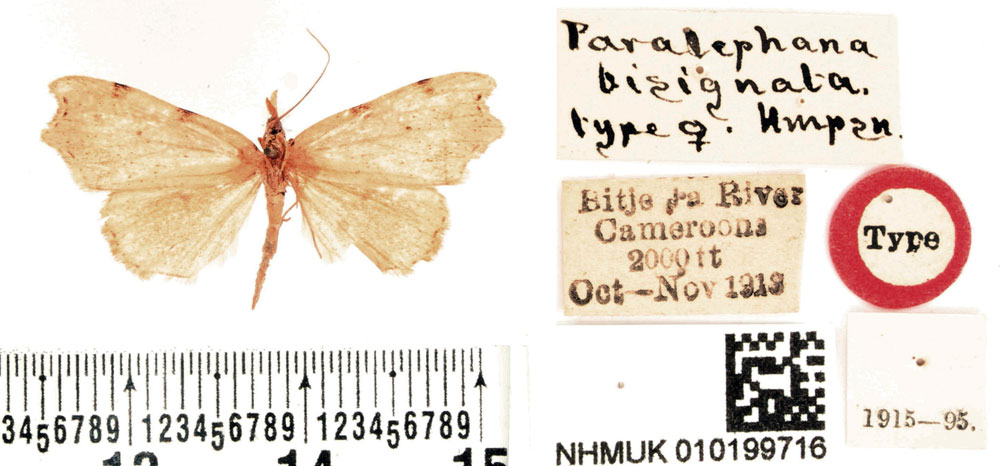 /filer/webapps/moths/media/images/B/bisignata_Paralephana_HT_BMNH.jpg