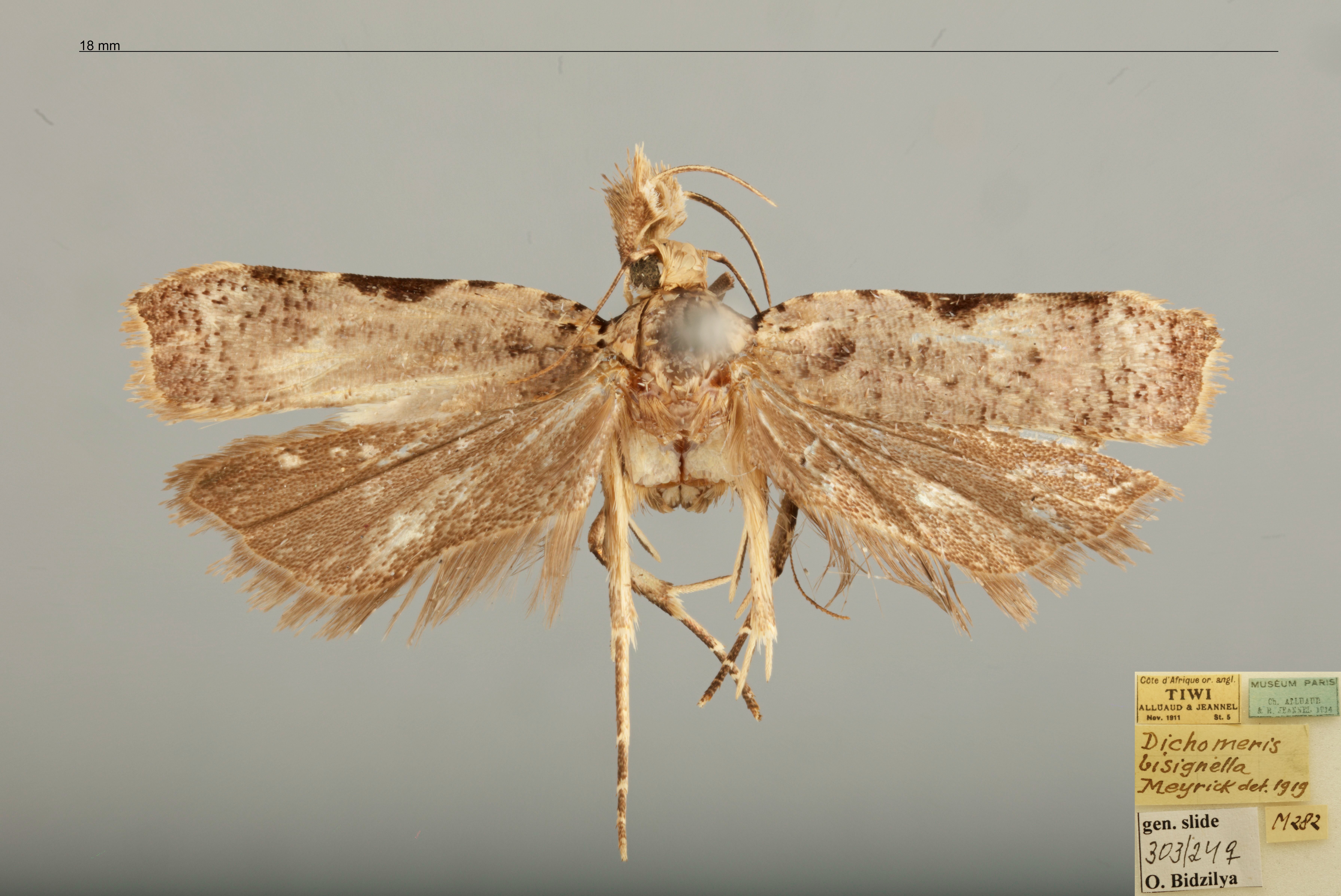 /filer/webapps/moths/media/images/B/bisignella_Dichomeris_AF_MNHN_303-14.jpg