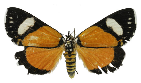 /filer/webapps/moths/media/images/B/bisignibasis_Phaegorista_AF_RMBHa.jpg
