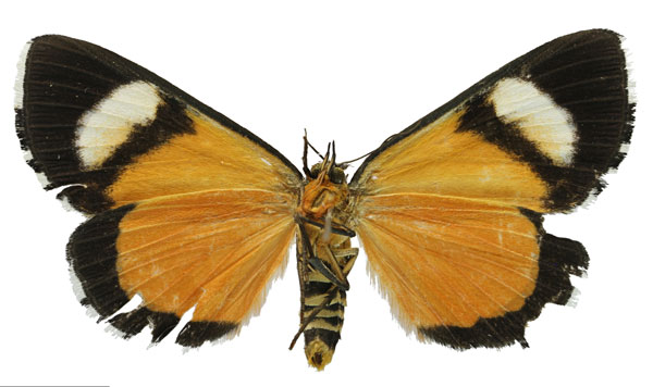 /filer/webapps/moths/media/images/B/bisignibasis_Phaegorista_AF_RMBHb.jpg
