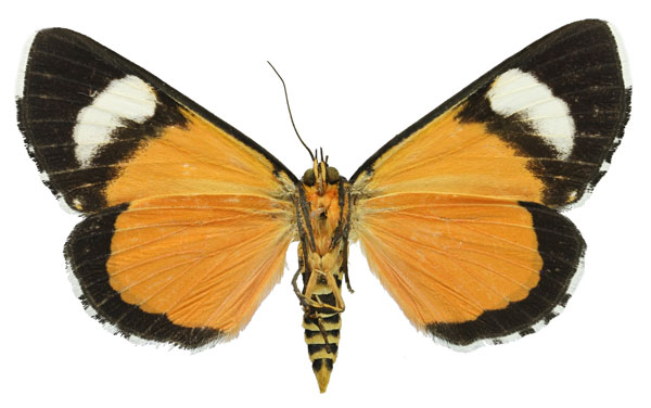 /filer/webapps/moths/media/images/B/bisignibasis_Phaegorista_AM_RMBHb.jpg