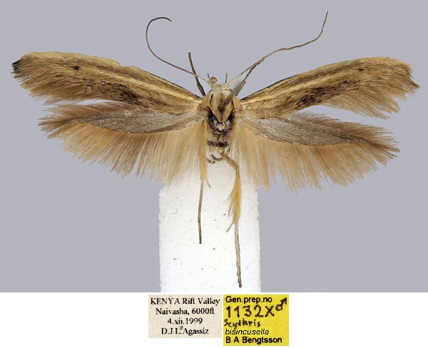 /filer/webapps/moths/media/images/B/bisincusella_Scythris_HT_NMK_M61crD6.jpg