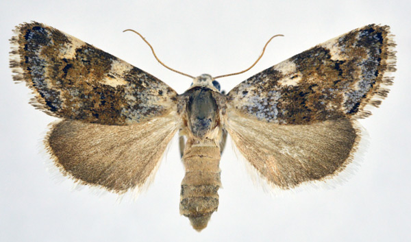 /filer/webapps/moths/media/images/B/biskrensis_Acontia_AF_NHMO.jpg