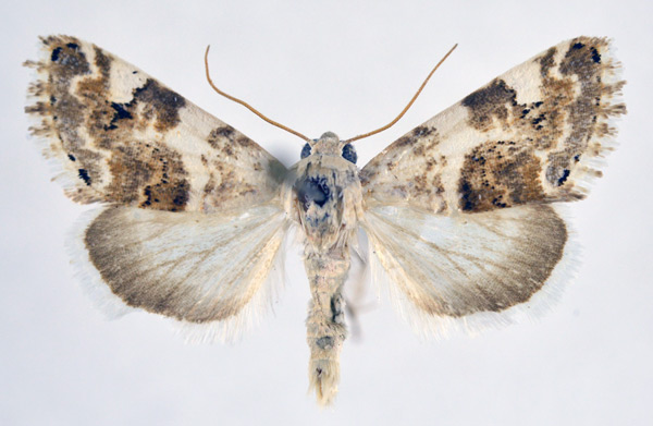 /filer/webapps/moths/media/images/B/biskrensis_Acontia_AM_NHMO.jpg