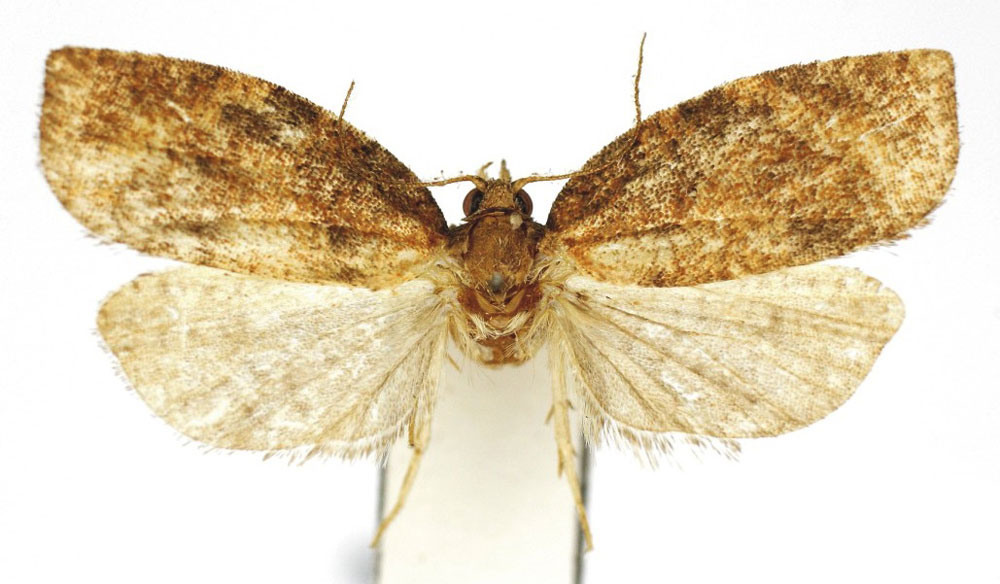 /filer/webapps/moths/media/images/B/bispina_Epichoristodes_HT_Bassi.jpg