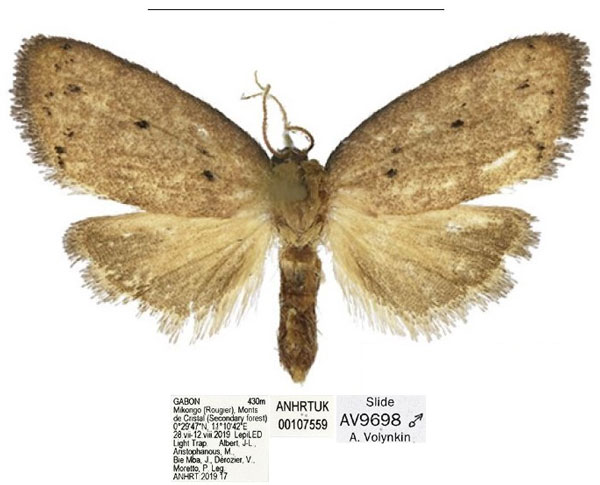 /filer/webapps/moths/media/images/B/bispinata_Spatulosia_HT_ANHRT.jpg