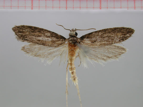 /filer/webapps/moths/media/images/B/bispinosa_Cathalistis_HT_ZMHB.jpg