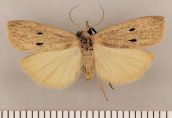 /filer/webapps/moths/media/images/B/bistagma_Lysceia_HT_TMSA.jpg