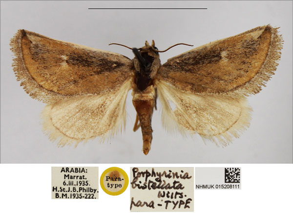 /filer/webapps/moths/media/images/B/bistellata_Porphyrinia_PTM_NHMUK.jpg