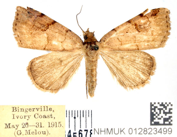 /filer/webapps/moths/media/images/B/bistriata_Marcipa_AF_BMNH.jpg