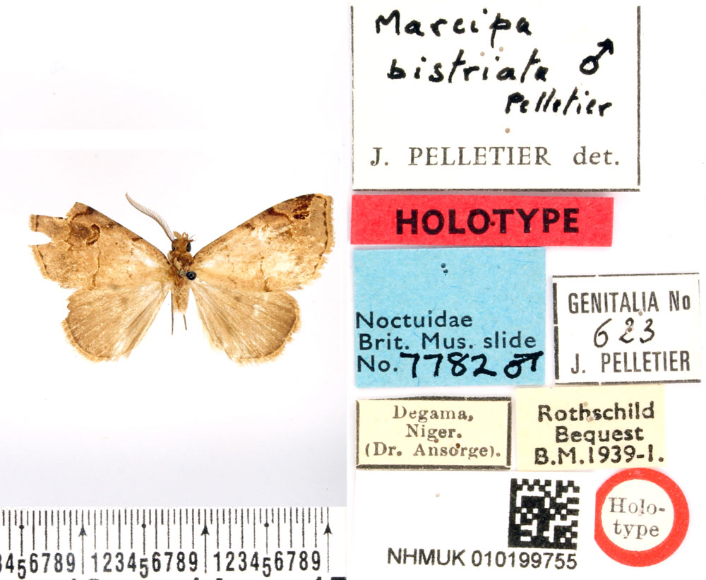 /filer/webapps/moths/media/images/B/bistriata_Marcipa_HT_BMNH.jpg