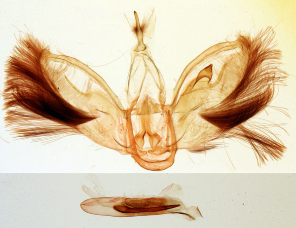 /filer/webapps/moths/media/images/B/bistriata_Pseudugia_GMHT_MNHN_2905.jpg