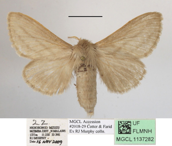 /filer/webapps/moths/media/images/B/bistrigata_Beralade_A_MGCLa_01.JPG