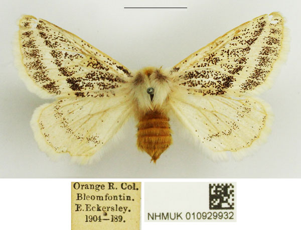 /filer/webapps/moths/media/images/B/bistrigata_Phiala_AF_NHMUK.jpg