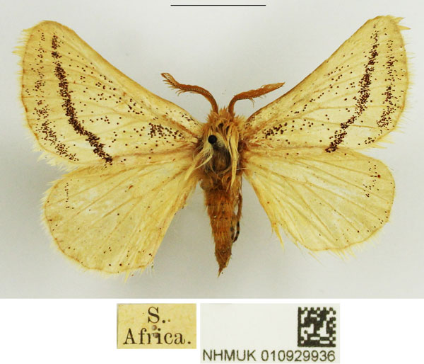/filer/webapps/moths/media/images/B/bistrigata_Phiala_AM_NHMUK_02.jpg