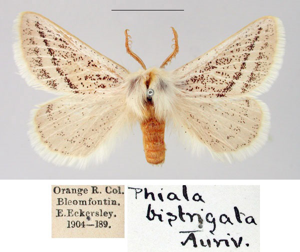 /filer/webapps/moths/media/images/B/bistrigata_Phiala_AM_SNHM_AaOhvUG.jpg