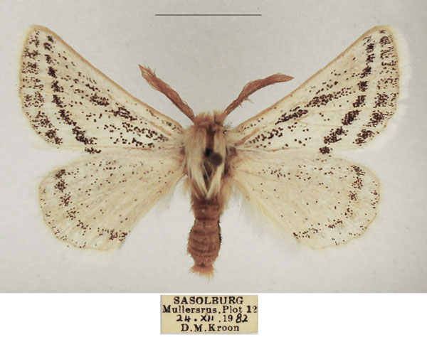 /filer/webapps/moths/media/images/B/bistrigata_Phiala_AM_TMSA_01.jpg