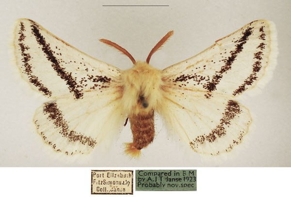 /filer/webapps/moths/media/images/B/bistrigata_Phiala_AM_TMSA_02.jpg