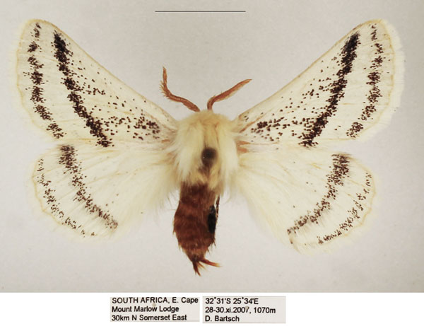 /filer/webapps/moths/media/images/B/bistrigata_Phiala_AM_TMSA_04.jpg