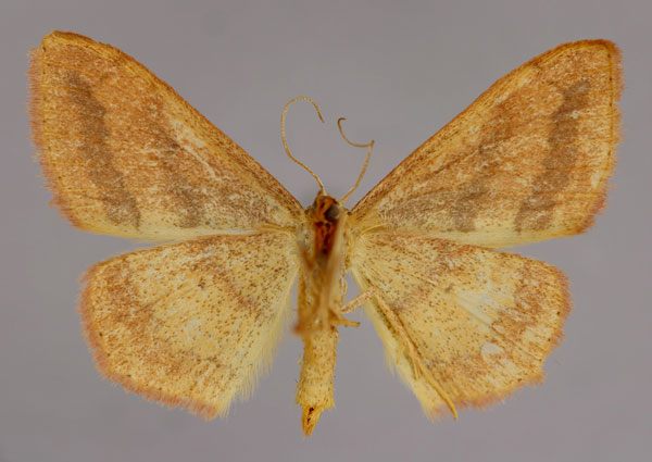 /filer/webapps/moths/media/images/B/bistrigata_Scopula_A_ZSM_02.jpg