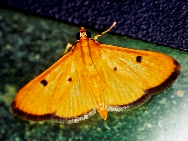 /filer/webapps/moths/media/images/B/bistrigmalis_Phostria_A_Roland_01.jpg