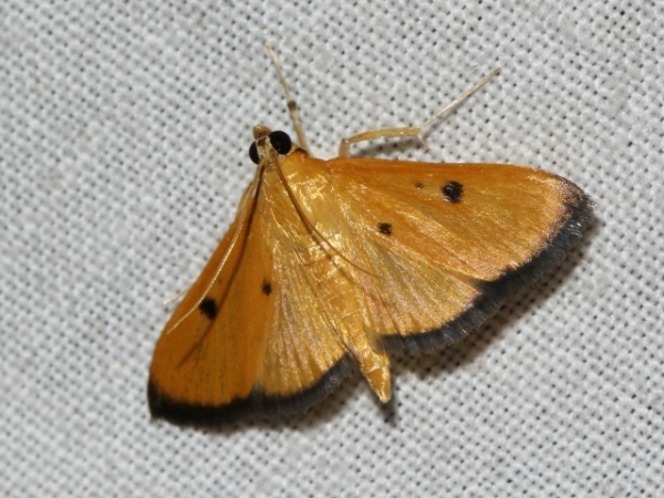 /filer/webapps/moths/media/images/B/bistrigmalis_Phostria_A_Wursten_01.jpg