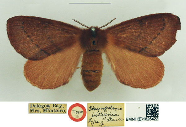 /filer/webapps/moths/media/images/B/bithynia_Chrysopoloma_STF_NHMUK.jpg