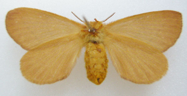 /filer/webapps/moths/media/images/B/bithynia_Chrysopoloma_STF_NHMUKb.jpg