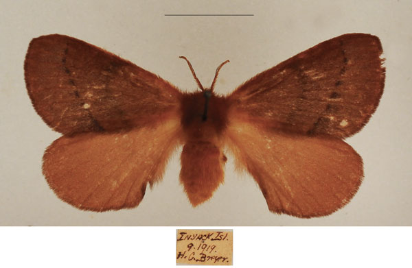 /filer/webapps/moths/media/images/B/bithynia_Stenoglene_AF_TMSA_01.jpg