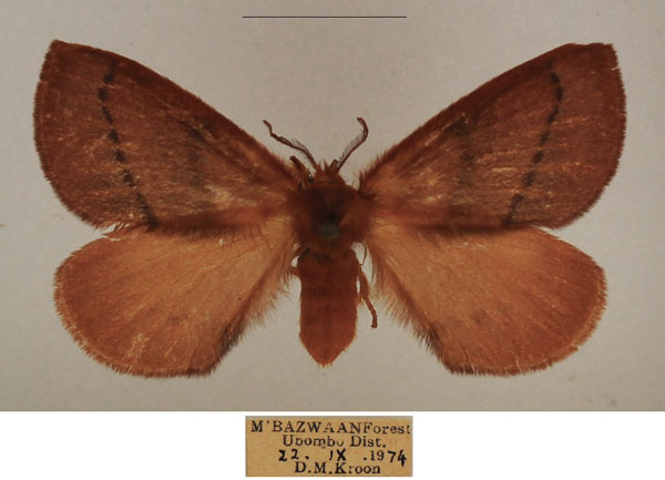 /filer/webapps/moths/media/images/B/bithynia_Stenoglene_AF_TMSA_02.jpg