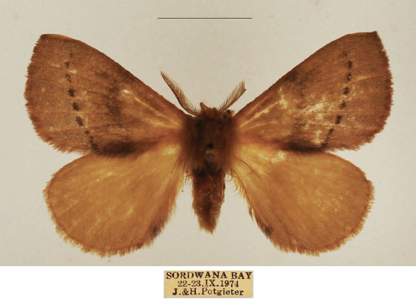 /filer/webapps/moths/media/images/B/bithynia_Stenoglene_AM_TMSA_01.jpg