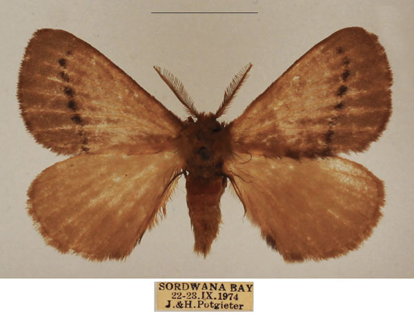 /filer/webapps/moths/media/images/B/bithynia_Stenoglene_AM_TMSA_02.jpg
