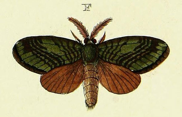 /filer/webapps/moths/media/images/B/bitia_Biotes_Cramer4_322_F.jpg