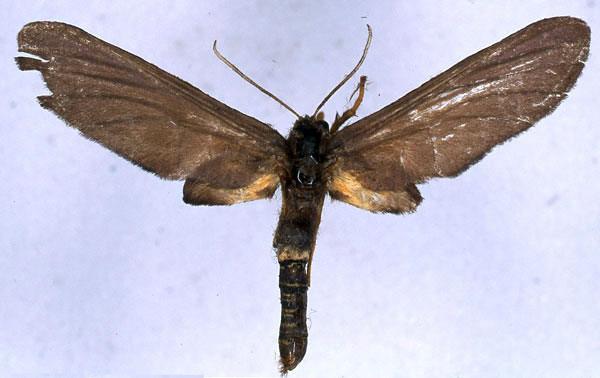 /filer/webapps/moths/media/images/B/bitjeana_Melisoides_LT_BMNH_01.jpg