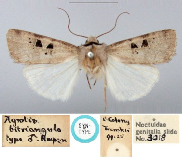 /filer/webapps/moths/media/images/B/bitriangula_Agrotis_ST_BMNH.jpg