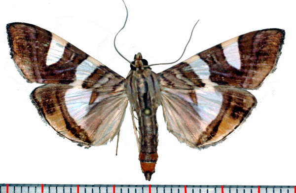 /filer/webapps/moths/media/images/B/bitriangulalis_Glyphodes_AM_Poltavsky.jpg