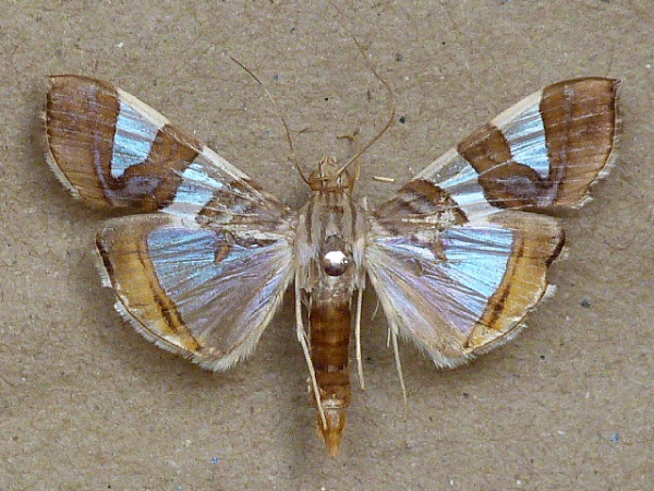 /filer/webapps/moths/media/images/B/bitriangulalis_Glyphodes_A_Butler.jpg