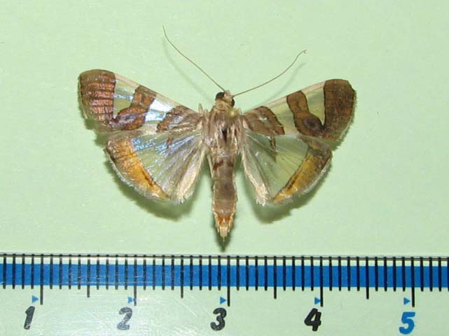 /filer/webapps/moths/media/images/B/bitriangulalis_Glyphodes_A_Goffa_01.jpg