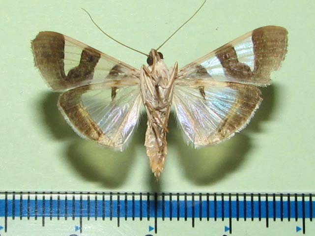 /filer/webapps/moths/media/images/B/bitriangulalis_Glyphodes_A_Goffb_01.jpg