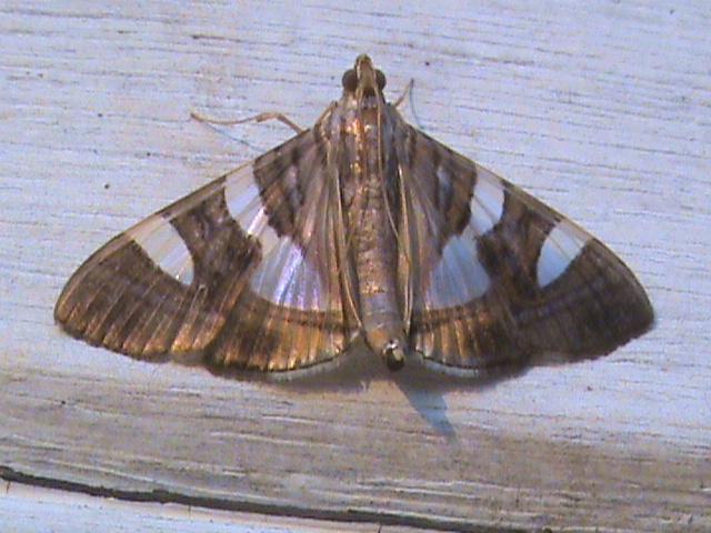 /filer/webapps/moths/media/images/B/bitriangulalis_Glyphodes_A_Guyonnet.jpg