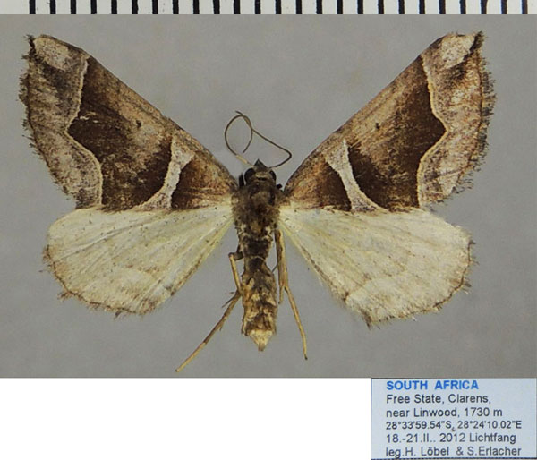 /filer/webapps/moths/media/images/B/bitrita_Larentia_AF_ZSMa.jpg