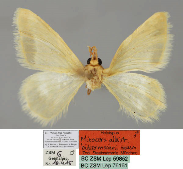 /filer/webapps/moths/media/images/B/bittermanni_Mixocera_HT_ZSM_01.jpg