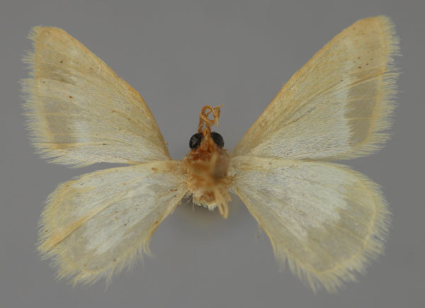 /filer/webapps/moths/media/images/B/bittermanni_Mixocera_HT_ZSM_02.jpg