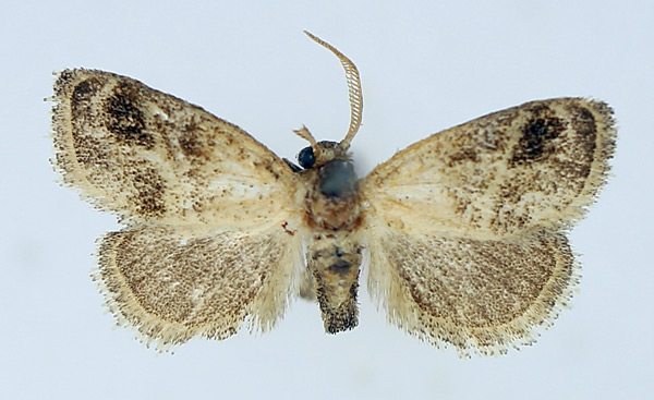 /filer/webapps/moths/media/images/B/biumbrata_Halseyia_AM_TMSA_01.jpg
