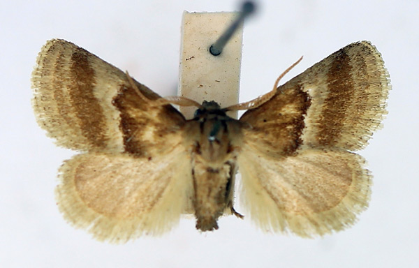 /filer/webapps/moths/media/images/B/biumbrata_Halseyia_AM_TMSA_02.jpg