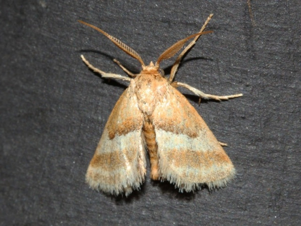 /filer/webapps/moths/media/images/B/biumbrata_Halseyia_A_Roland.jpg
