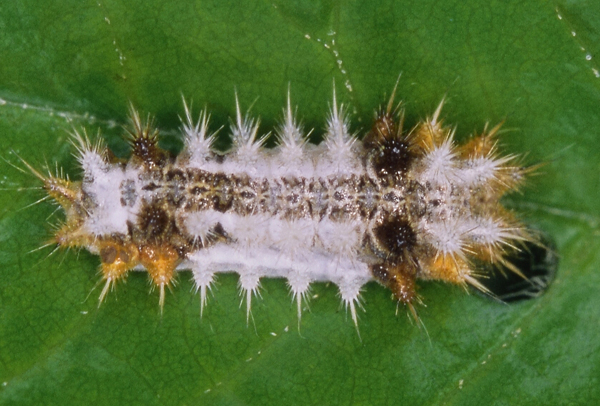 /filer/webapps/moths/media/images/B/biumbrata_Halseyia_C_Roland_03.jpg